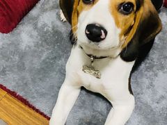 -爱侣宠医·鹦鹉专科·小型哺乳类·异宠专科(灵石路店)