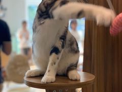 -飞行喵MR PILOT|猫舍·猫咖(静安大融城店)