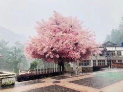 -四川省成都市彭州市白鹿镇