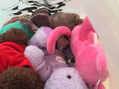 -PAWTOY爪e玩偶店(天兴罗斯福店)