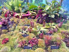 -中国科学院西双版纳热带植物园