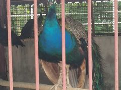 -青峰峡国家森林公园