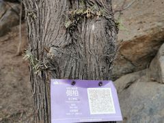 -北京鹫峰国家森林公园