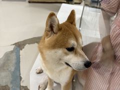 -共舞时光猫咖·狗咖(新街口店)