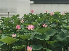-武清南湖绿博园