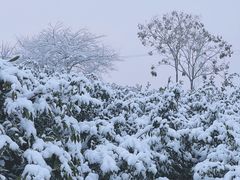 -武汉紫薇都市田园