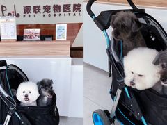 -派联宠物医院·24h·CT·异宠