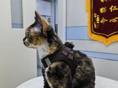 -中农国际动物医院24小时·猫科·骨科·急重症中心