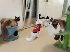 -猫在这儿猫咪咖啡馆·撸猫馆