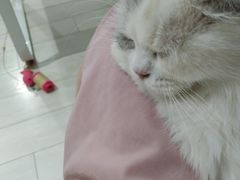 -喵的天空名猫咖啡馆·撸猫·猫舍·用品