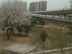 -雁滩公园