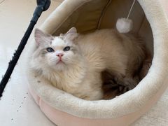 -Let's go狗咖·猫咖·奶狗·桌游(春熙路IFS店)