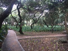 -黄埔荔枝公园
