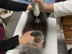 -纳吉亚猫专科动物医院博雅分院