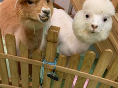 -藦茜花园宠物主题亲子互动体验馆(国顺东路店)