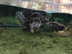 -鸿通城购物中心