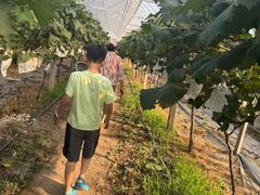 -马陆小张葡萄园农家乐