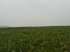 -盐城丹顶鹤湿地生态旅游区