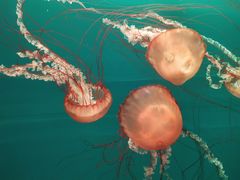 -多彩贵州城极地海洋世界