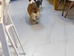 -我爱猫咪·猫咖·狗咖·安哥拉兔·羊驼咖(小寨华旗店)