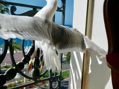 -内格雷斯科酒店