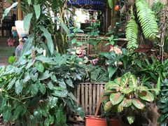 -Jungle Kitchen
