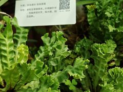 -云溪植物园