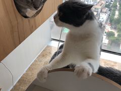 -Catmate·猫肥家润(金润铂宫店)