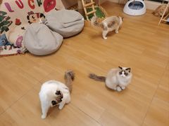 -唐小姐の私宠·宠物洗护美容·撸猫馆·购宠(周浦万达旗舰店)