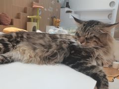 -COLOR PETS 撸猫馆·购猫·猫咖(长风大悦城店)