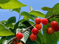-樱桃山旅游景区