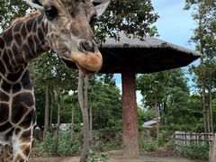 -清迈夜间动物园