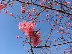 -天适樱花悠乐园