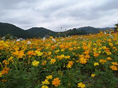 -径山花海