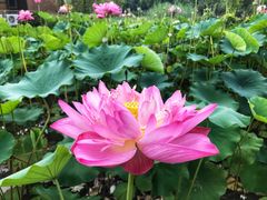 -中家鑫园温泉酒店鑫悦汤泉