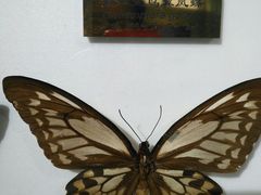 -上海昆虫博物馆