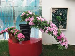 -上海鲜花港