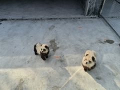 -太阳部落