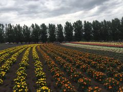 -富田农场