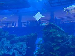 -迪拜水族馆及水下动物园