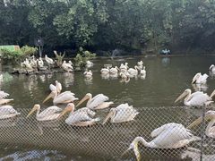-广州长隆飞鸟乐园