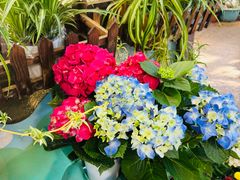 -双季花艺园艺市场(浦东店)