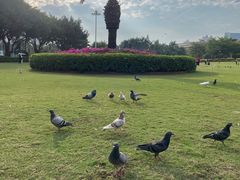 -白鹭洲公园