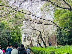 -武汉大学-樱园