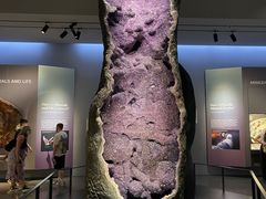 -美国自然历史博物馆