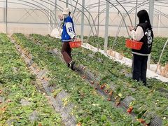 -喜杨洋草莓采摘园