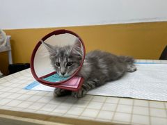 -美联众合动物医院(·中兽医·疑难杂症·严家桥分院)