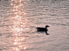 -艾溪湖湿地公园