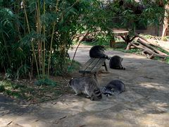 -云南野生动物园