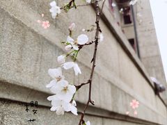 -武汉大学-桂园餐厅